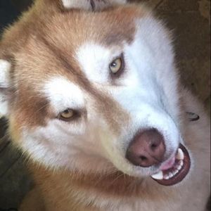 Meet your Posher, Lena